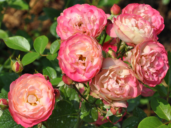 Роза Акрополис