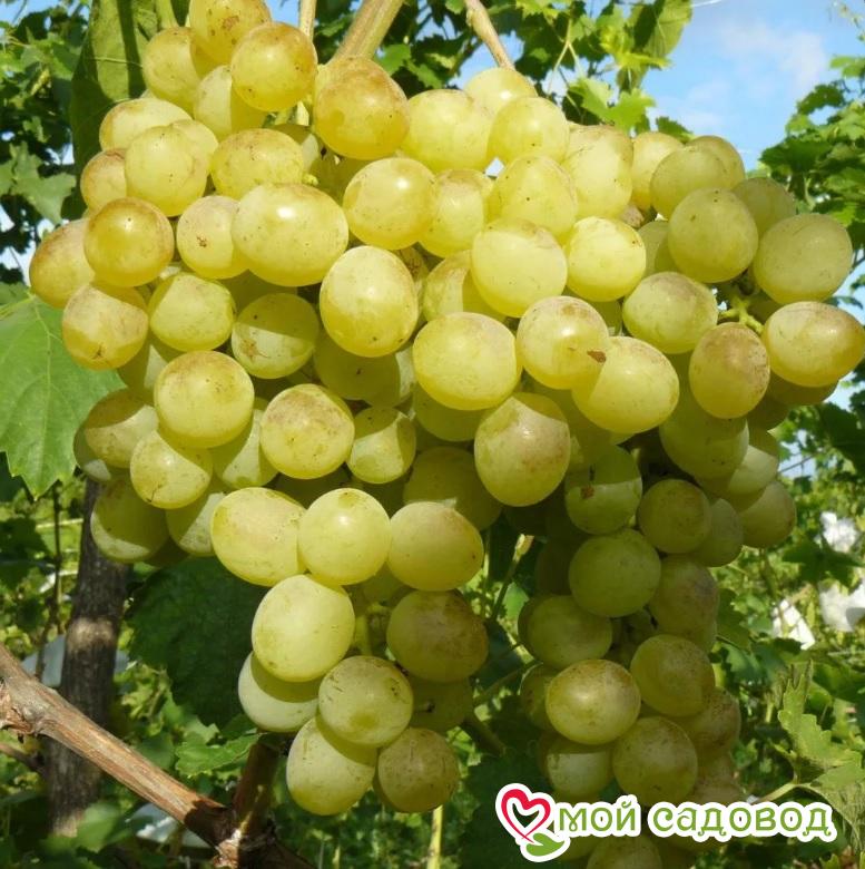 Виноград Советский Богатырь