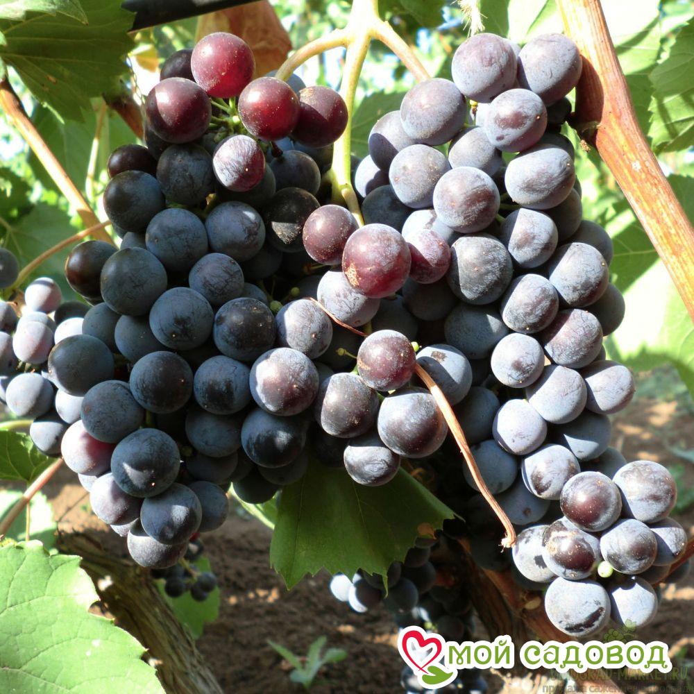 Виноград Гурзуфский розовый