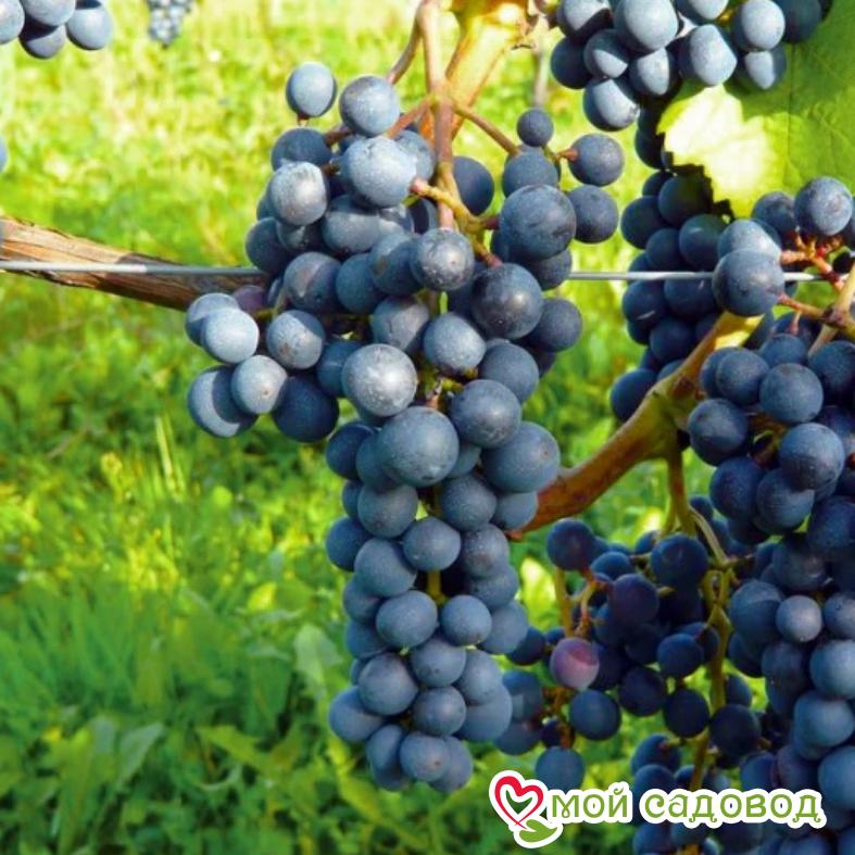 Виноград Каберне Барон