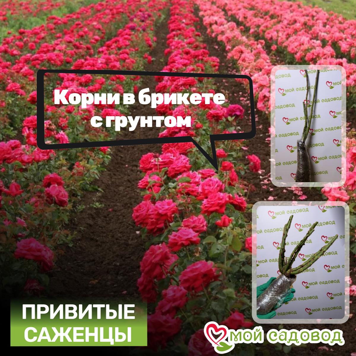 Роза Роальд Даль