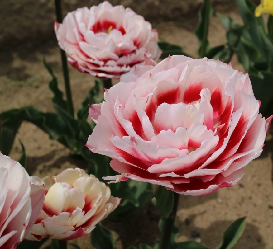 Тюльпан махровы Зизани