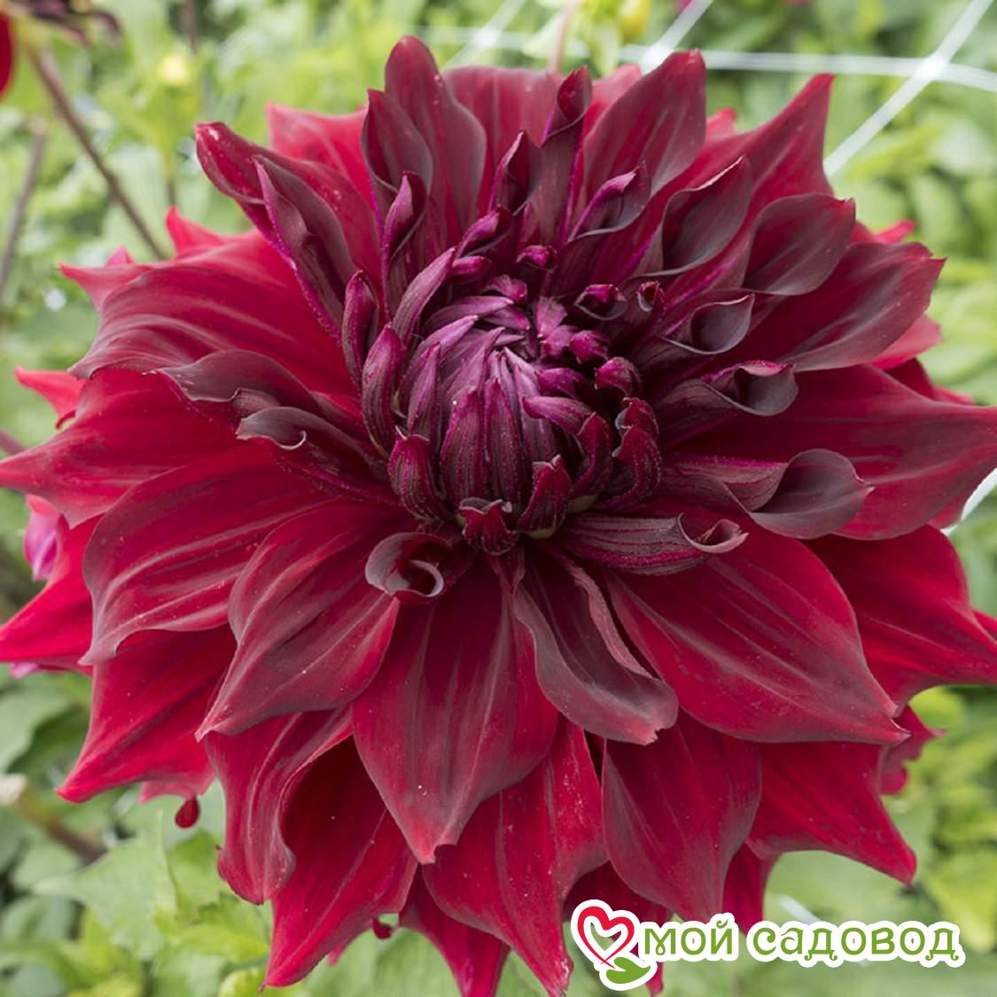 Георгина МИНГУС АЛЕКС